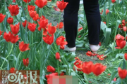 官方紧急回应，女子赤脚踏入晶花池拍照事件引发热议，真相究竟如何？