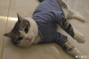 小猫悟空离世之谜，揭开死亡背后的多个疑点