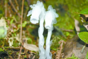 贵州发现罕见幽灵之花，神秘美丽令人叹为观止