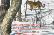 惊险一幕！男子乘车途中偶遇野生东北豹