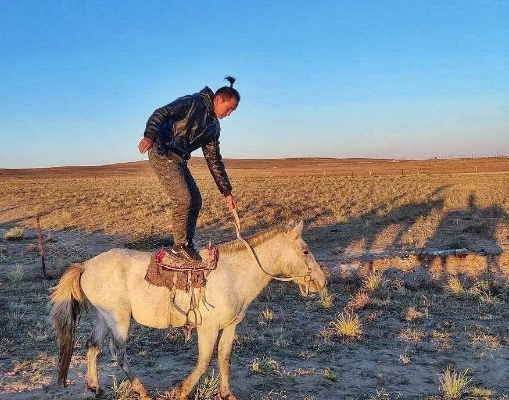千里孤骑，蒙古马被卖后独自跋涉300里回归家园的感人故事