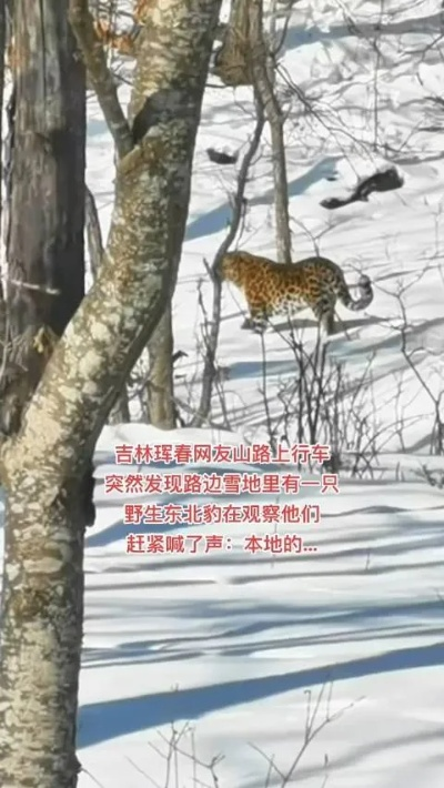 惊险一幕！男子乘车途中偶遇野生东北豹