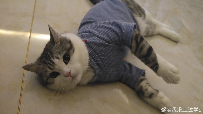 小猫悟空离世之谜，揭开死亡背后的多个疑点
