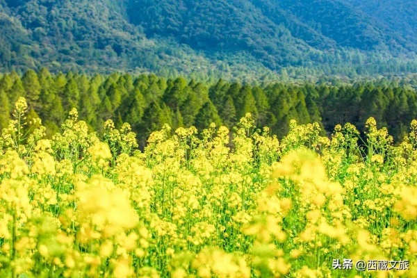 中国最难进的县城拖住了春天—探寻春意盎然的背后故事